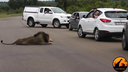 Lion Shows Tourists Why You Must Stay Inside Your Car - Latest