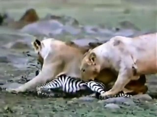 lions kill baby zebra will shock you