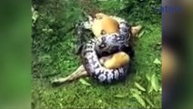 Miracle As Owner Saves Dog From Python's Clutches