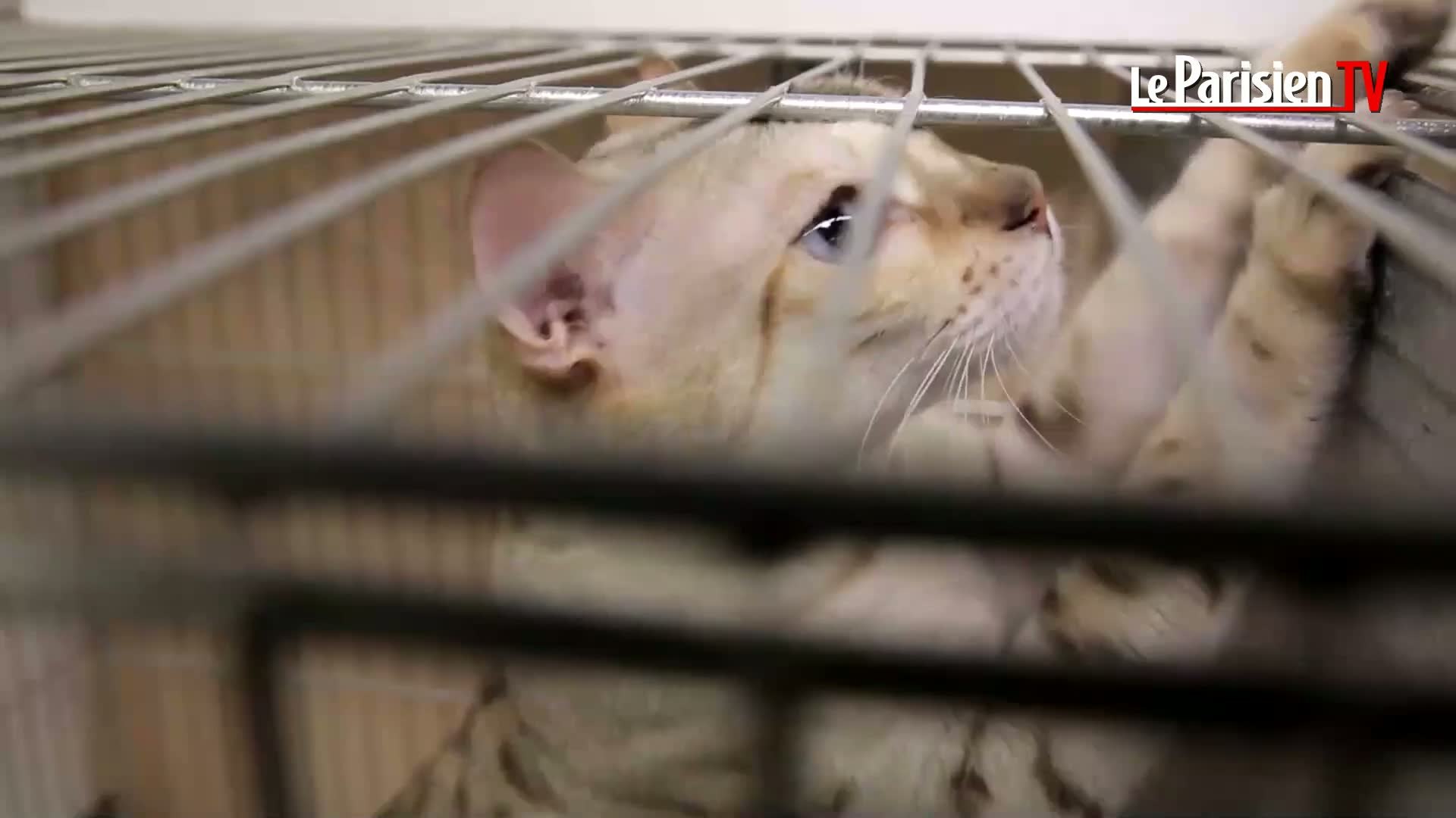 Salon Chiens Chats Le Chat Vous Tolère Le Chien Vous Vénère