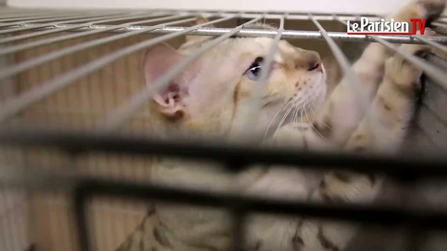 Salon Chiens-Chats : «Le chat vous tolère, le chien vous vénère»