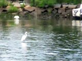 Water Birds Warwick Rhode Island