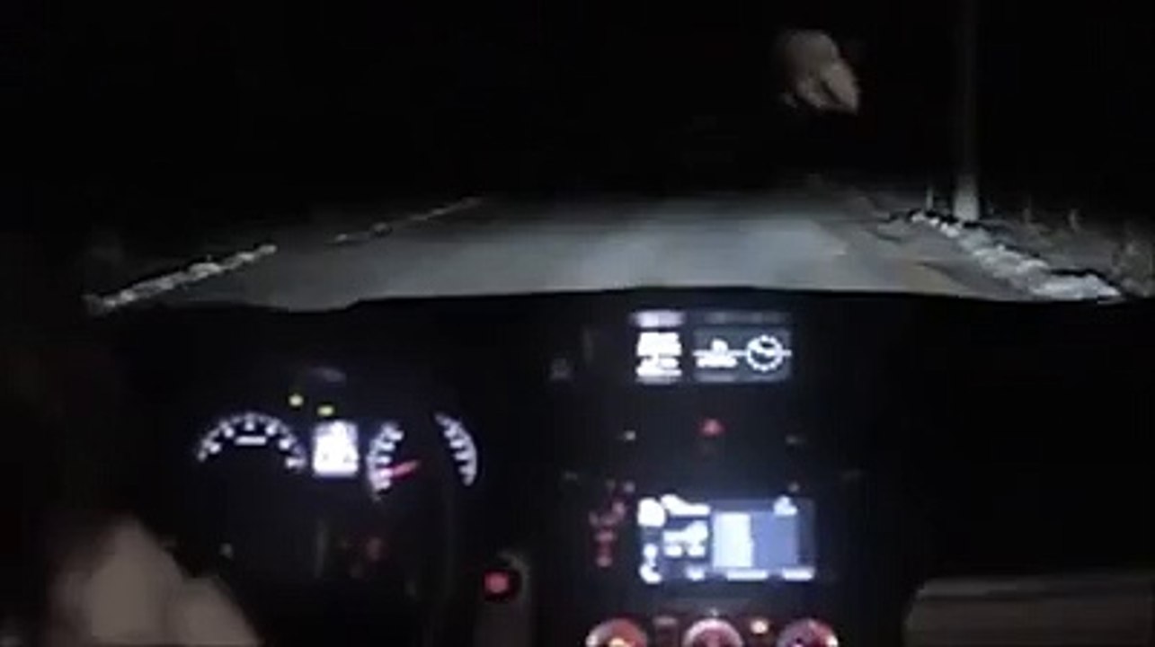 Funny Dog Stolen A Car