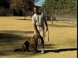 Basic Dog Training Tips : How to Train a Dog to Stop Barking
