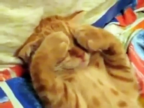 Смешные кошки