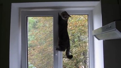 Василий охотится на голубя