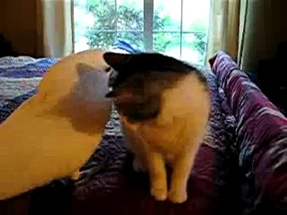 кот и попугай
