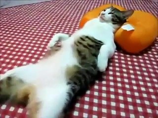 Коты, кошки и котята! Супер приколы с кошками! - Уши, лапы, хвост