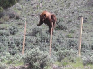 Косолапый штурмует забор