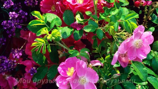 Красивая музыка и цветы!!!