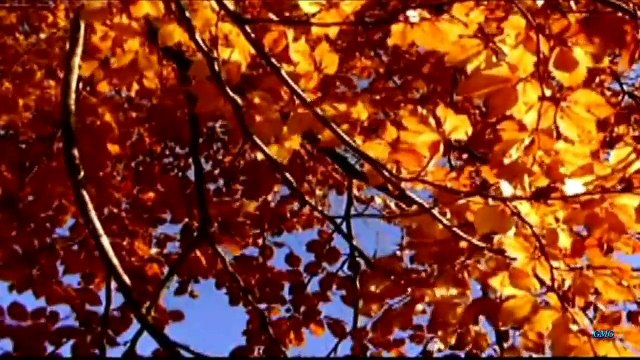 Краски осени .