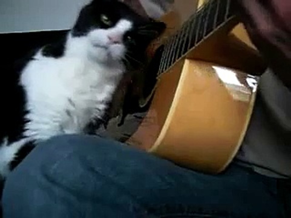 Музыкальный кот.