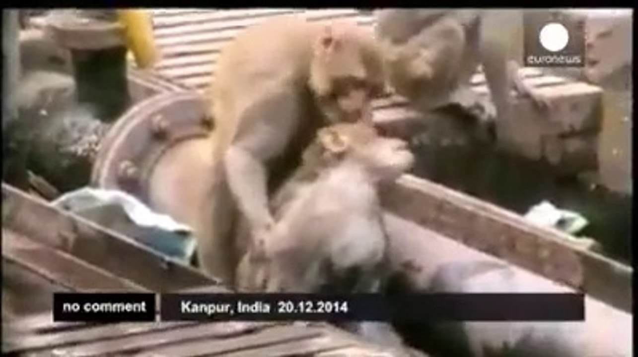 Elektirik Çarpan Maymunu Hayata Döndüren Maymun