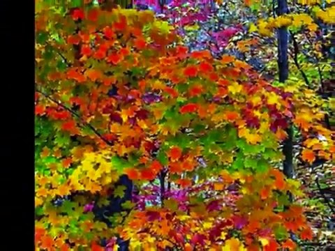 Осень - женщина за 40... Грустная красота осени.