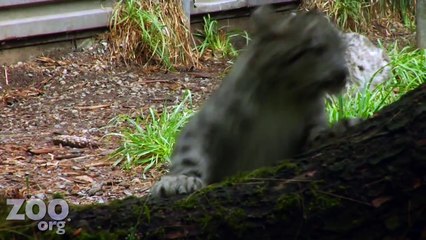 Snow Leopard KITTENS!