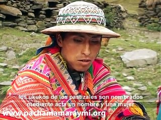 Pasto  en los Andes de Perú a mas de 4000 m de alt.