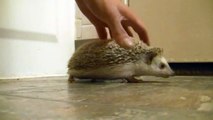 Male hedgehog bath time