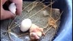 my pigeons eggs hatched