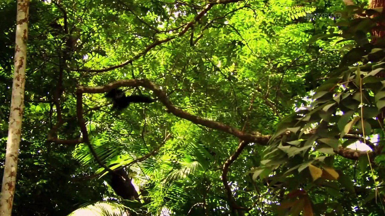 Manaus., une ville au coeur de la jungle 1/13 DOC HD