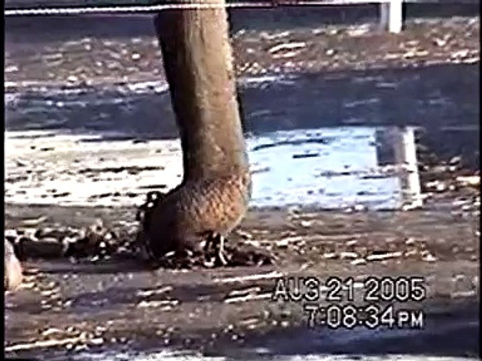 Ringling Bros. Circus Deprives Elephants of Life