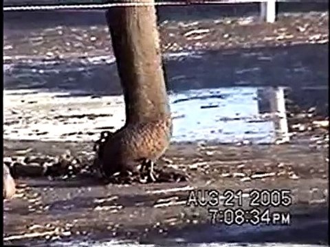 Ringling Bros. Circus Deprives Elephants of Life