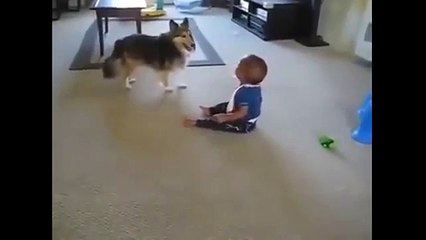 كلب يلاعب صبي ويجعله يكاد يموت من الضحك |غرائب وطرائف|