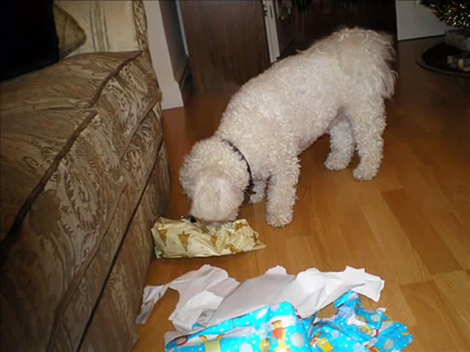 Funny bichon frise
