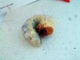 Stag beetle larva (Lucanus cervus)