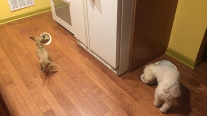 Dog hates to eat alone!