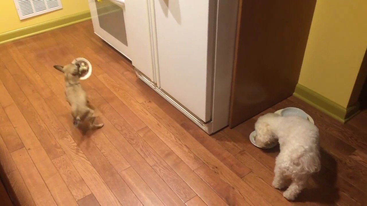 Dog hates to eat alone!