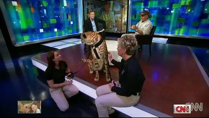 Jack Hanna, Piers Morgan, and a cheetah