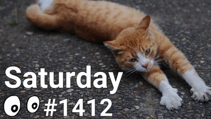 Verbs With Cats - Walk, Stretch, Yawn, Sit, Sleep