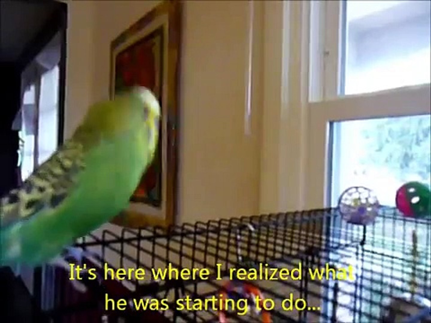 Beat-Boxing Parakeet