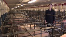 A Pig's Tale - Sows in gestation crates