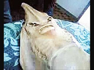 Strange Creatures of the Sea