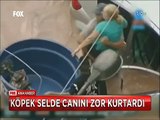 Sel sularının ortasında kalan zavallı köpeğin hayatta kalma mücadelesi