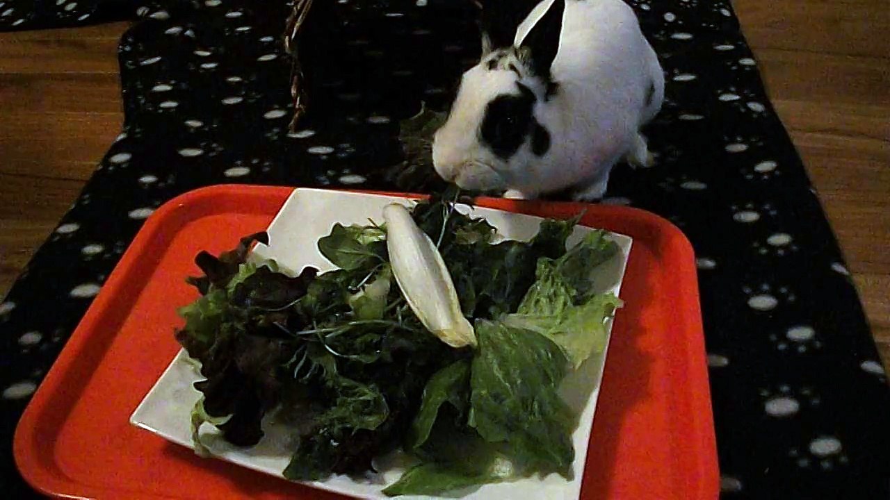 repas Pinou 2 (18-04-15)