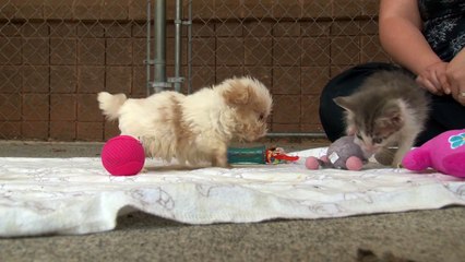 Ce petit chiot et ce chaton abandonnes sont les meilleurs amis au monde