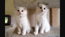 Blue Bicolor Ragdoll Kittens - 9 Weeks Old