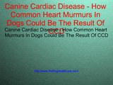Canine Cardiac Disease How Common Heart Murmurs In Dogs Could Be The Result Of CCD
