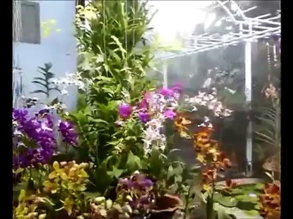 Vuon lan no hoa khoe sac trong nang vang tai Binh Duong