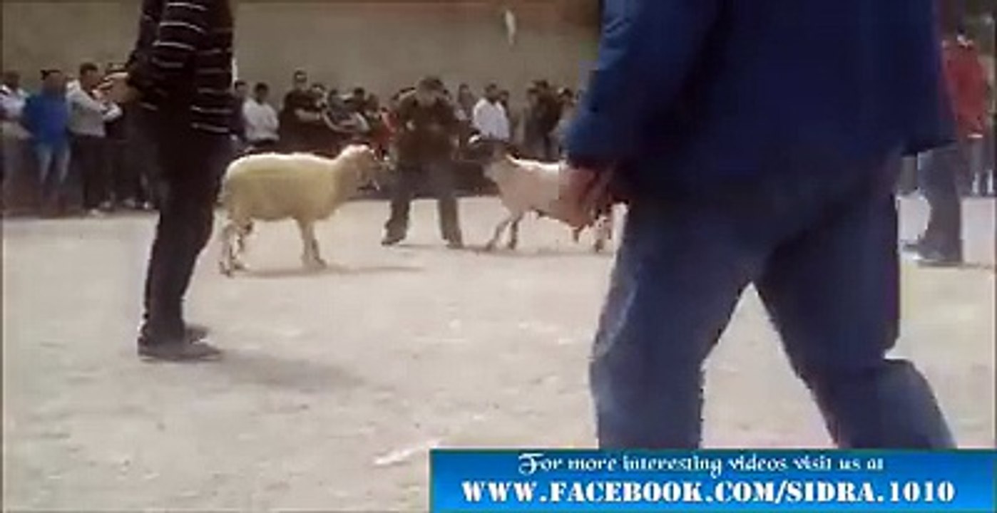amazing takar bakraa