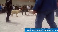 amazing takar bakraa