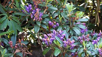 Rhododendron radikal runter schneiden Teil 2 - NewWonder555