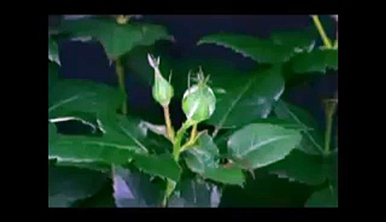 VID-20150404-WA0000.mp4