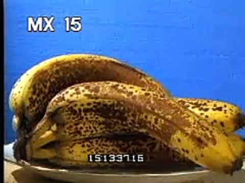 Rotting Food 1 - Decomposing Fruit & Berries - Time Lapse - Best Shot Footage - Stock Footage