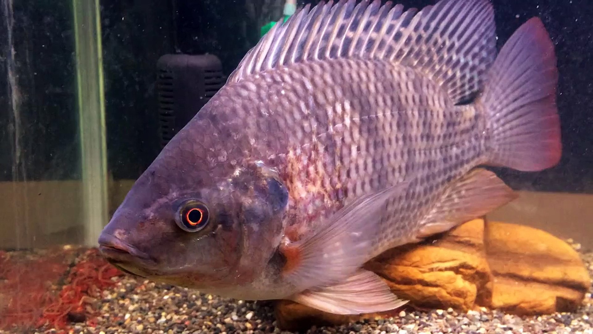 珍魚 外来種ナイルティラピア アクアリウム 日本の淡水魚 Video Dailymotion