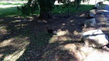 Australian Brush Turkey being attacked by Noisy Miner Nov17 2014 Lane Cove NP Sydney Australia