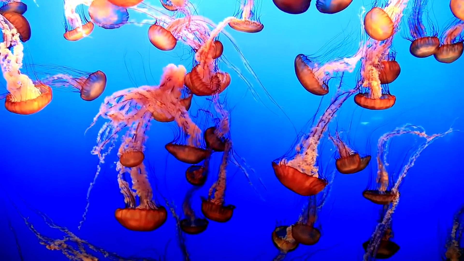 Pictures at an Exhibition: Dance of Jellyfish