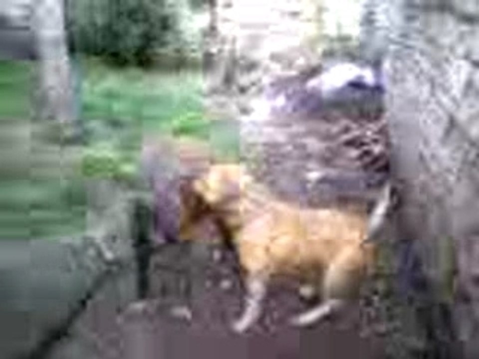 Video-0064